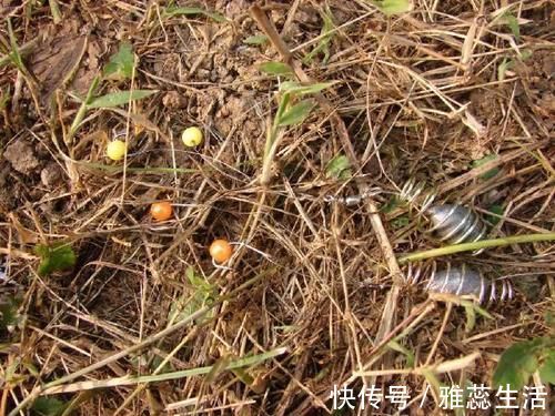 在我成功解决玉米饵料怎么用之后,来不及提竿又成了新的问题