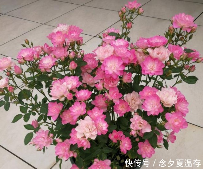 天荷繁星天荷繁星|阳台养这几朵花,花开不断,开花漂亮花期长,谁养谁喜欢