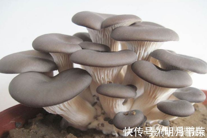 菜农|买平菇时,挑大的还是小的老菜农教您一招,别再买错了