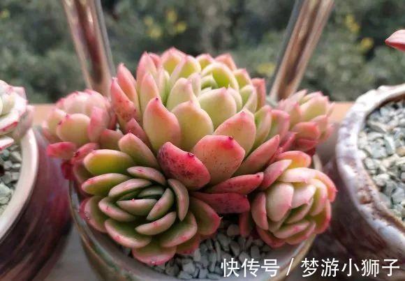 多肉度夏,做好控水遮阴就可以了,其实你忽略了最重要的一点