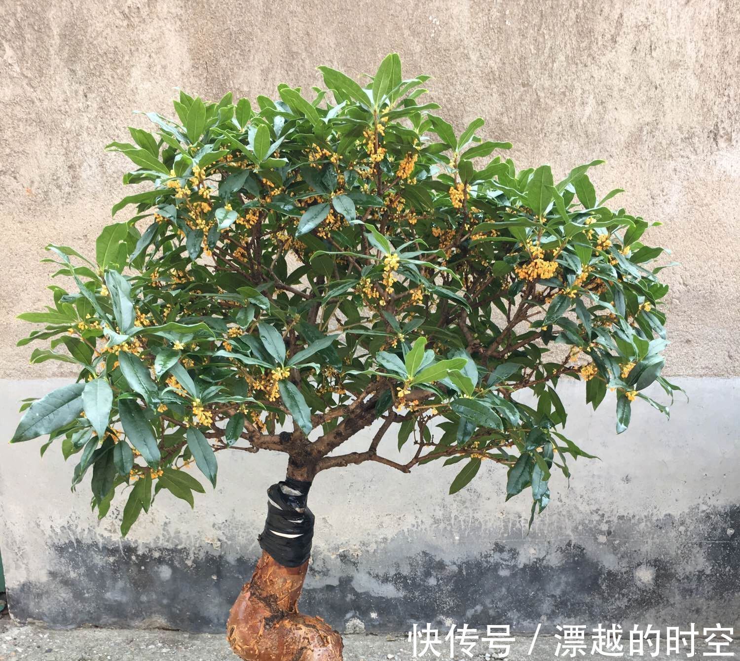 花苞|含苞待放的桂花小心秋老虎,做到2点,9月开花爆盆,满树桂花香