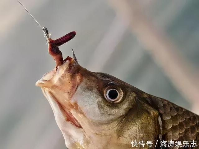 冬天太冷,蚯蚓钓鱼没有口,试试风油精,给口的都是大鲫鱼