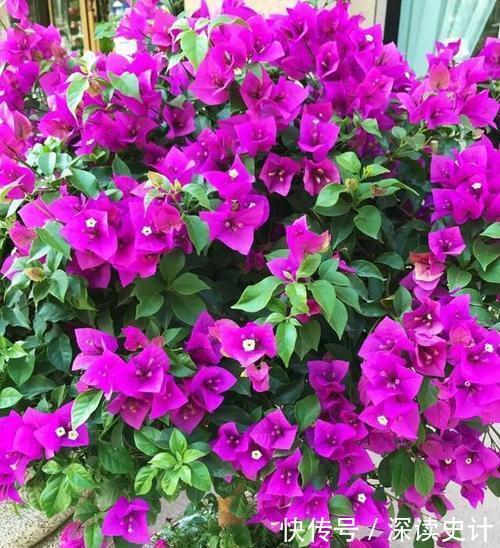 开春花卉睡醒后,趁早做好4件事,根系健壮,越长越旺!