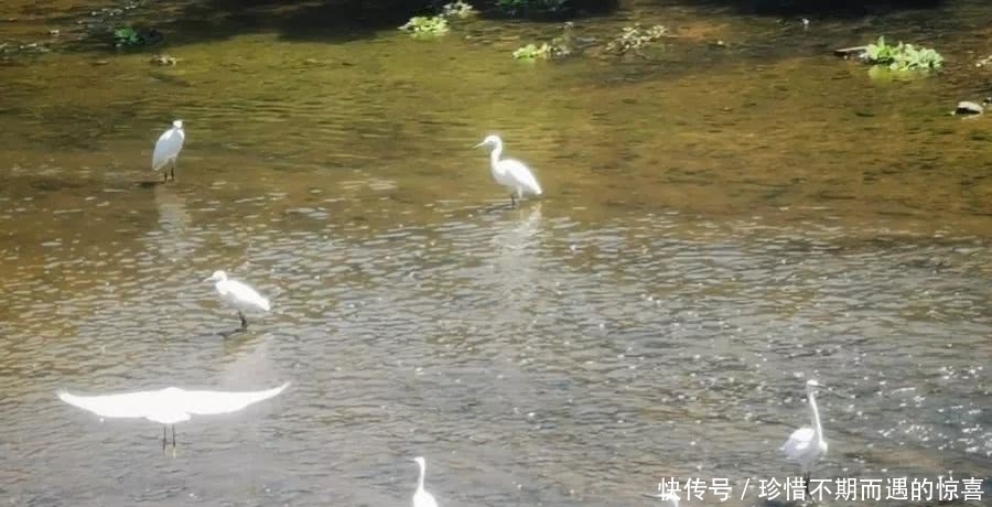 文川河畔白鹭飞，水清岸绿生态美！