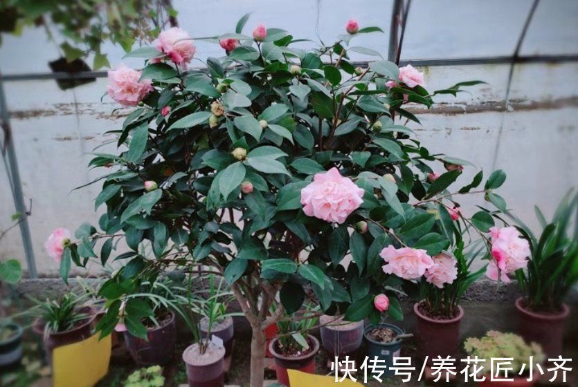 秋季修剪有“风险”,家中养的5种花不能剪,否则明年没花看