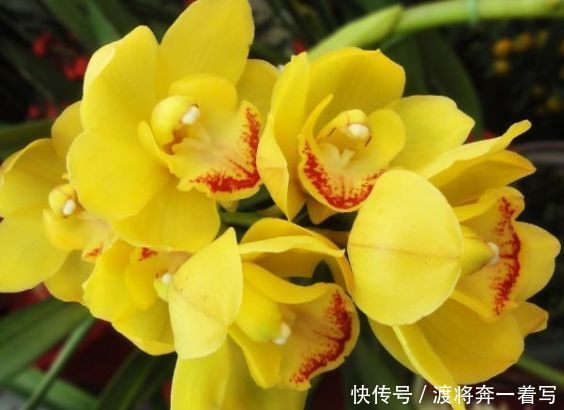 阳台养花就选此款花卉,花开美观又大气,绚丽多姿,花香怡人