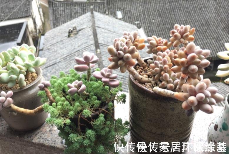 养多肉学会浇水事半功倍,5种水倒掉也别用,不然土壤板结有虫害
