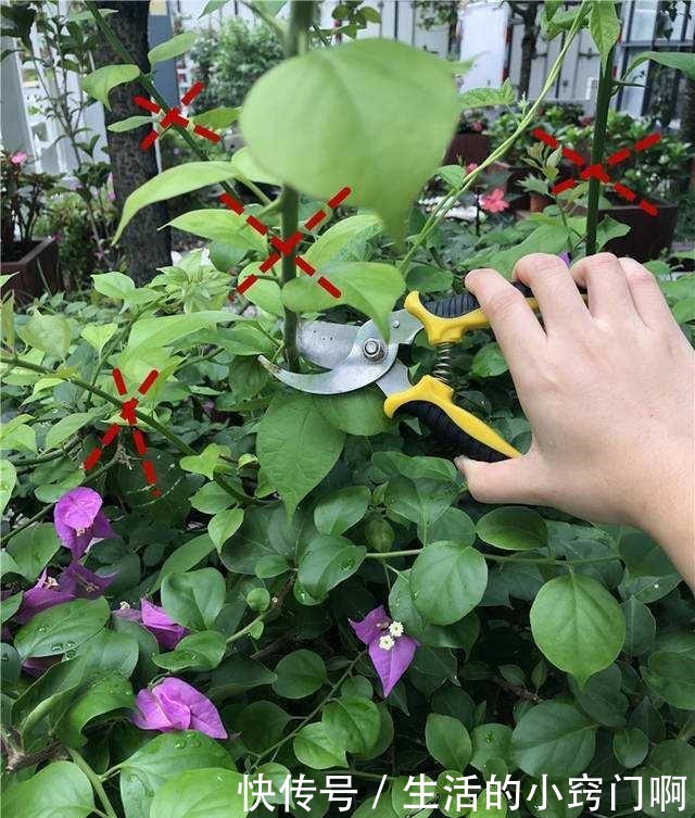 三角梅不开花,变“刺头”,教你2招拔出刺,满枝全是花球!
