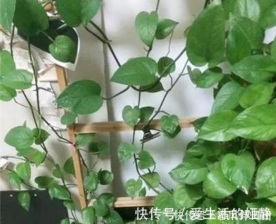 养花|聪明人客厅养花,首选“6种”盆栽,好养好看,家人身体越来越好