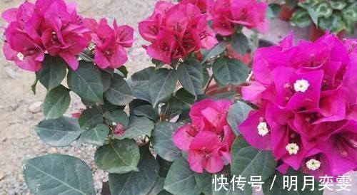 平时该如何管理三角梅多注意4点,株型美、开花多、身价高