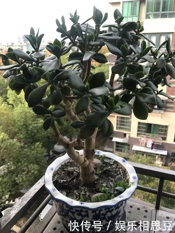 浇水|6种花,夏天一定要管住手,水一多就浇死,很多人不知道