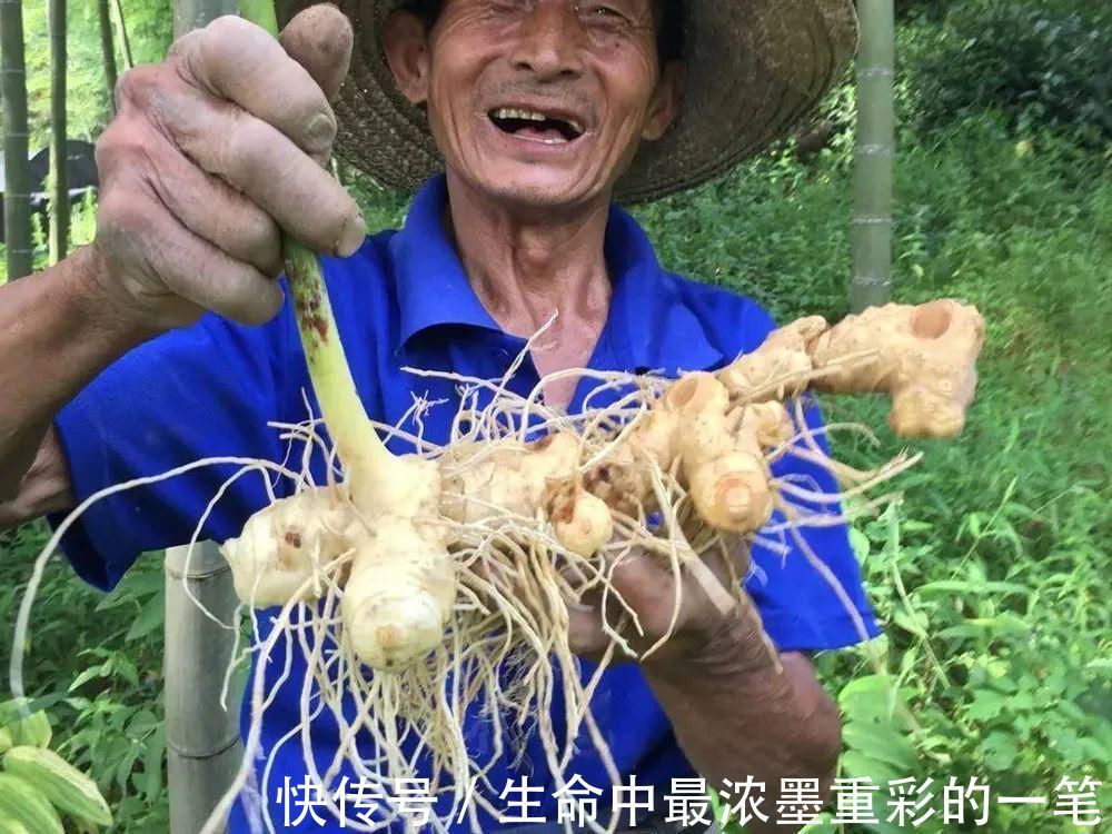 老虎姜|一种生姜，李时珍称它为“仙草之首”，服食延年，真有那么神奇？