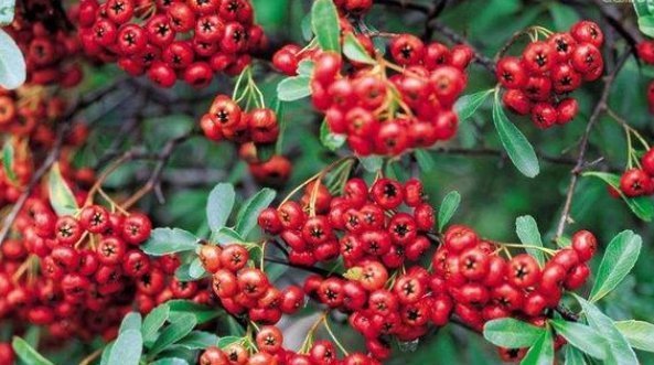 翻倍|一种“野果树”,路边挖一棵,做成昂贵盆景,价值翻倍太美了