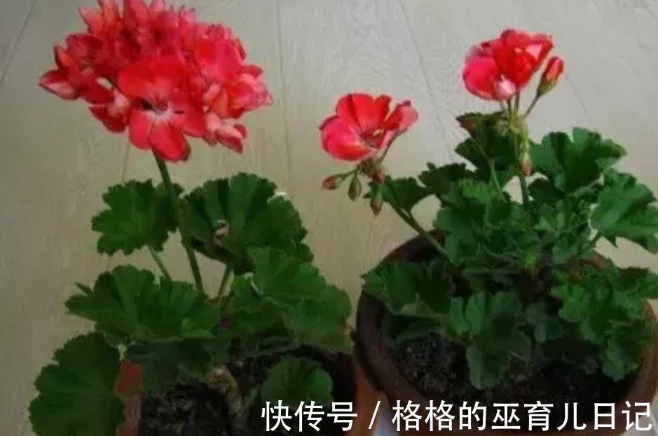 养花自制“小甜水”,扦插时生根发芽长得快,比“生根剂”还好用
