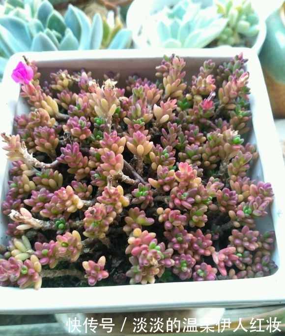 紫米粒“死不了”，怎么养都不死，喜欢“被虐”，3个月变一缸