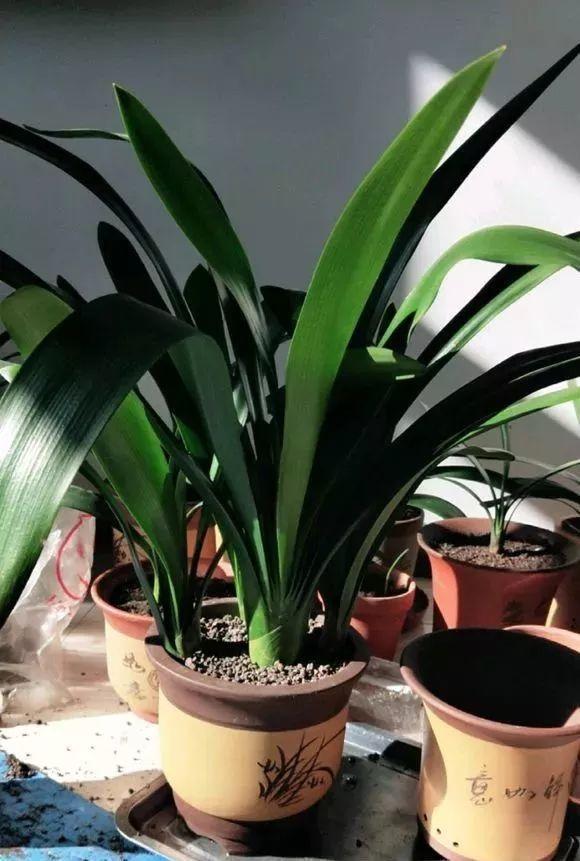 扦插|不用扦插,养花1盆变10盆,把根一掰,成活率翻倍!