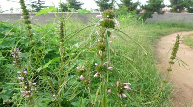 此为“益母草”,请辨认好,切勿当杂草,因为太珍贵了