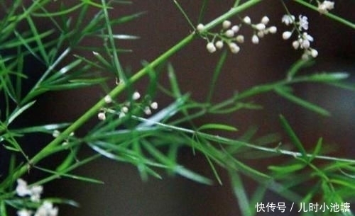 润燥|此物养生可润燥止咳,李时珍说它能“补五脏、调六腑、令人无病”
