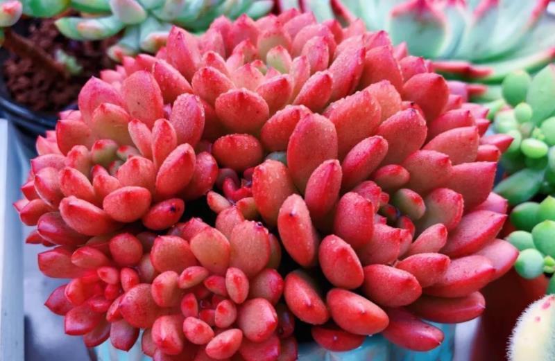 夏天褪色的多肉红宝石,8月教你几个小技巧,养成红艳肉墩子