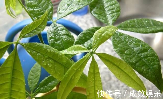 浇水|盆栽养花发财树这样养,再也不烂根,开花结果黑油亮