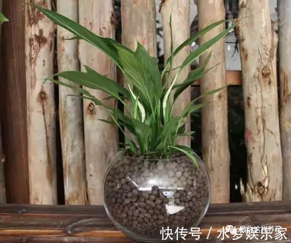 匍匐茎|5种花丢水里就活，每周加点水，简简单单轻松爆盆！