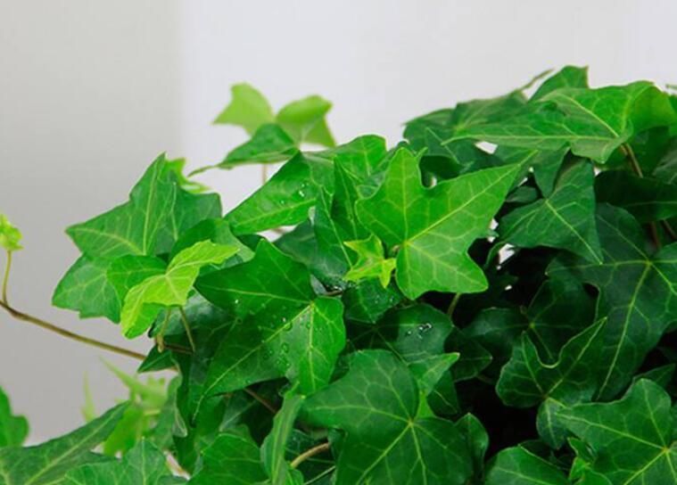 四种花,有净化本领,客厅养几盆,空气洁净不少