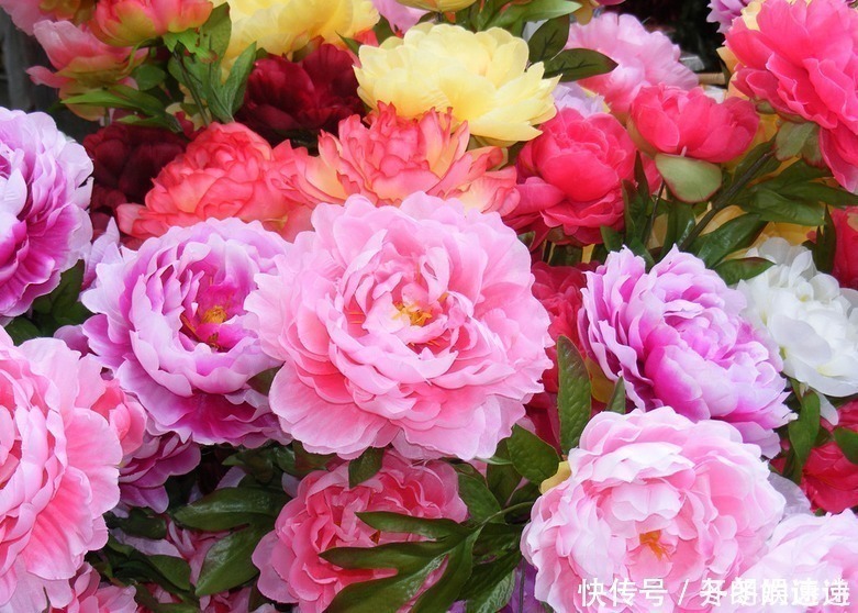 花开时节@刘禹锡的一首牡丹诗,短短4句,完美诠释了什么是“国色天香”