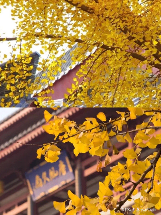 银杏|西安古观音禅寺内的千年银杏日渐金黄