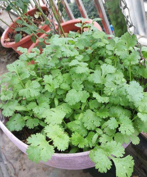  保存|生姜别再放冰箱了，一个小妙招，保存一年都新鲜