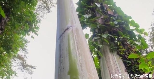 才能|世界上最大的香蕉,比成年人手臂还粗,4个人吃才能吃完