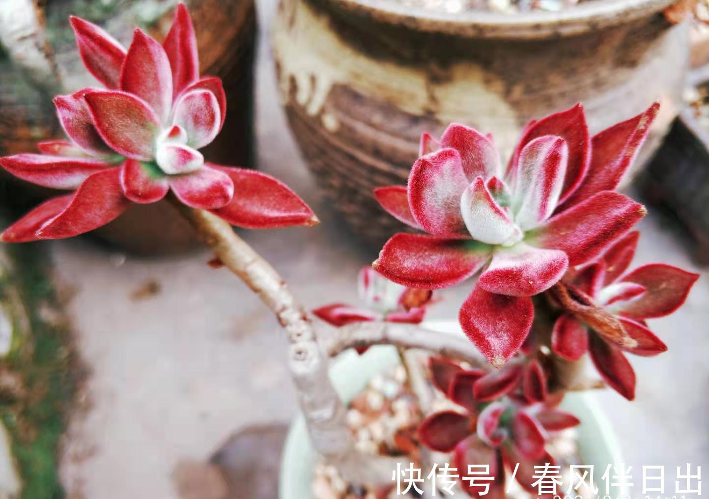 养护|它被称为白锦晃星，叶片毛茸茸胖乎乎的很可爱，冬天还会变成彩色