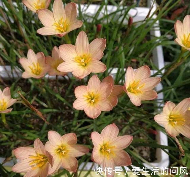 风雨兰|夏季的开花劳模,越热越开爱花,很好养,又漂亮