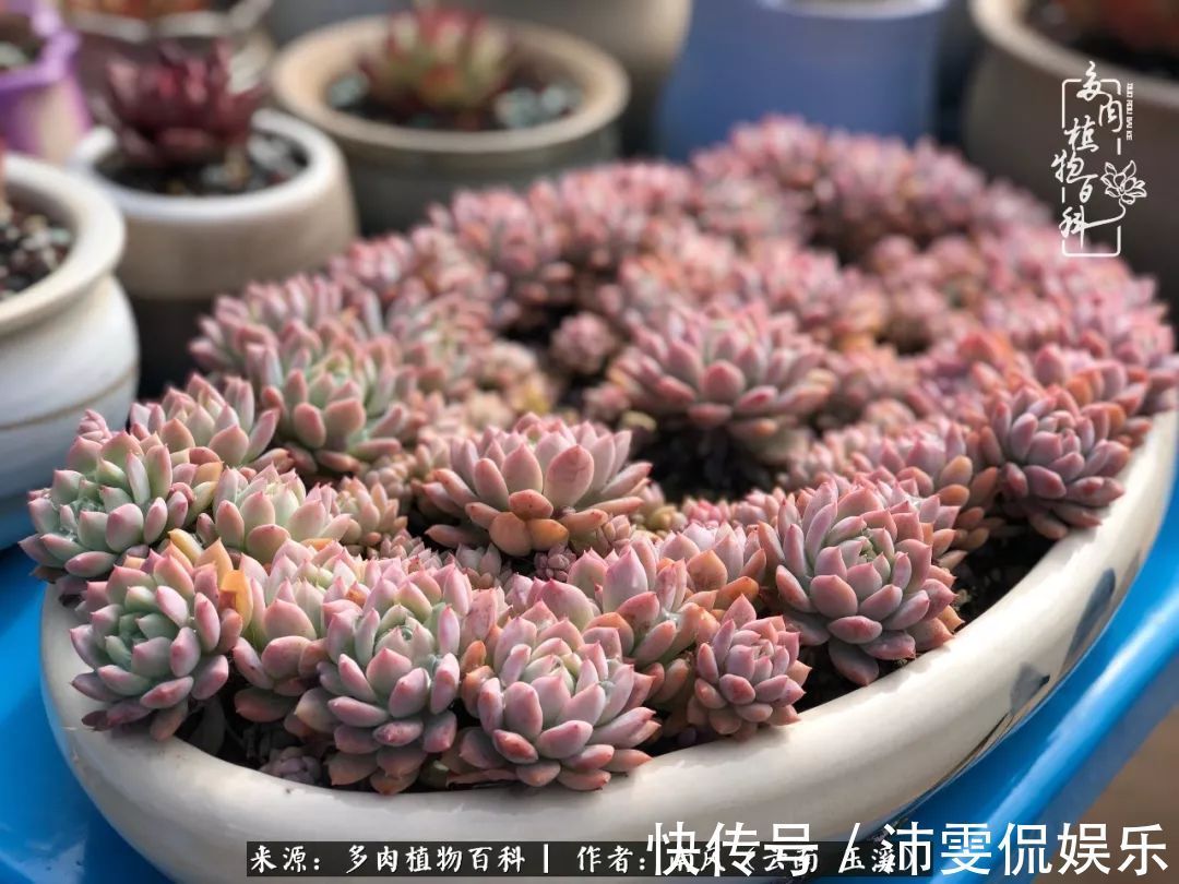 深秋里,种多肉、赏多肉、会肉友,马不停蹄快乐多!