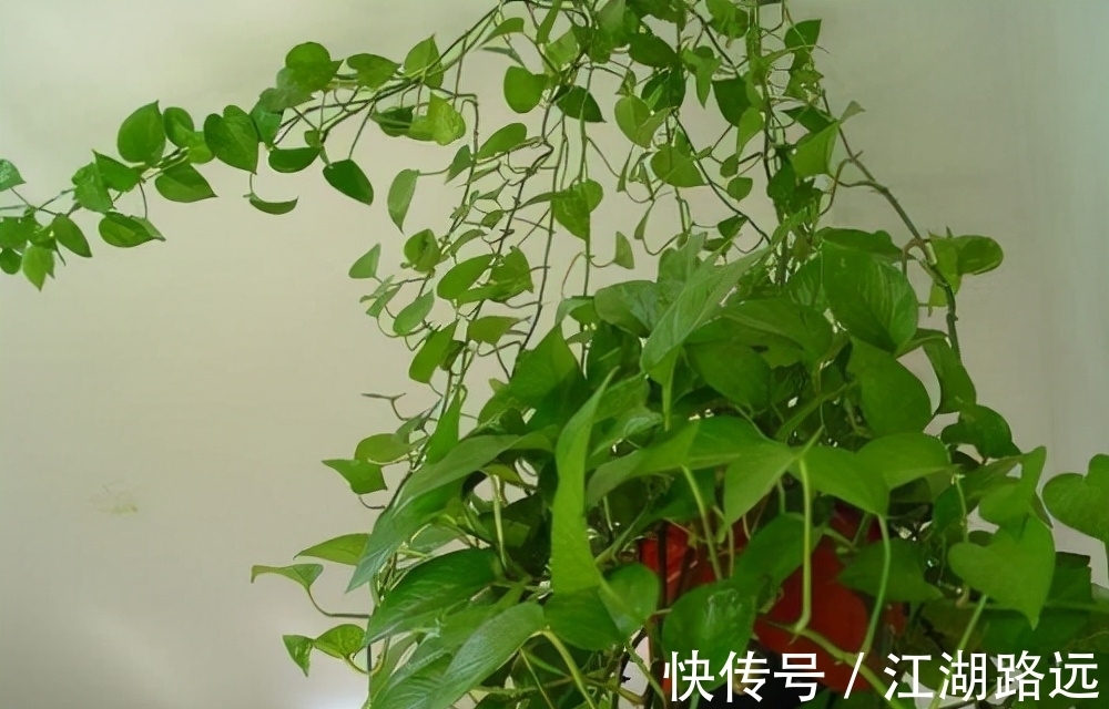 冬天爱喝烧酒的3种花卉,隔7天喂两滴,叶片肥厚,绿油油