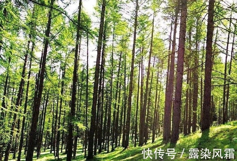 雄浑#北宋诗人王令一首《大松》,松树形象大气磅礴,青春之志令人赞扬