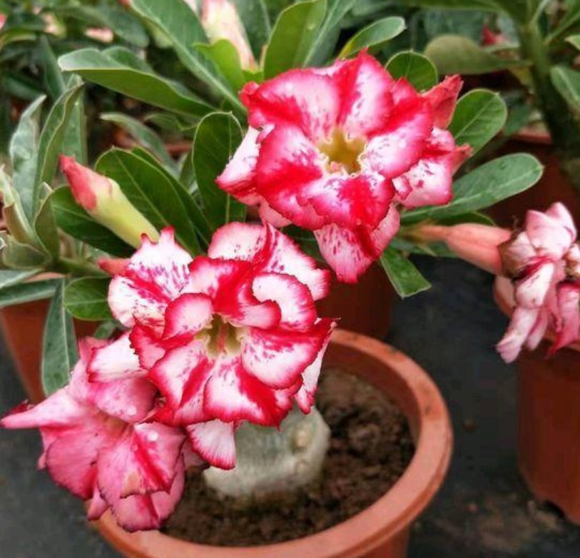 养花就养此花,1个月不浇水,照样长得旺,开花比玫瑰还漂亮!