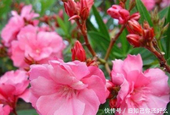 三色堇|春天养此款花卉,春风吹开花旺,开花美长势旺,黄绿交辉