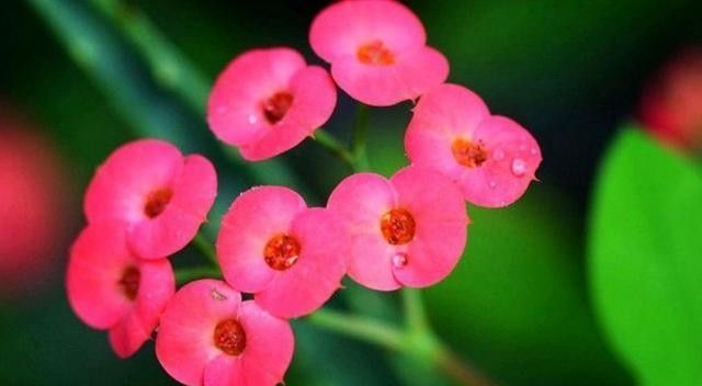 这3种花再好看也别养,常闻对身体不好,尤其是小孩不要碰