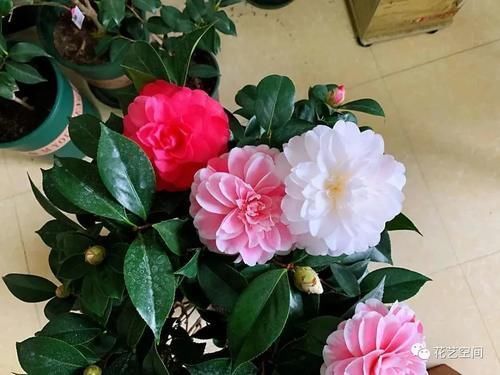 米醋|老花农都用醋养花，养一个旺一个，这些好处，你可能还不知道吧！