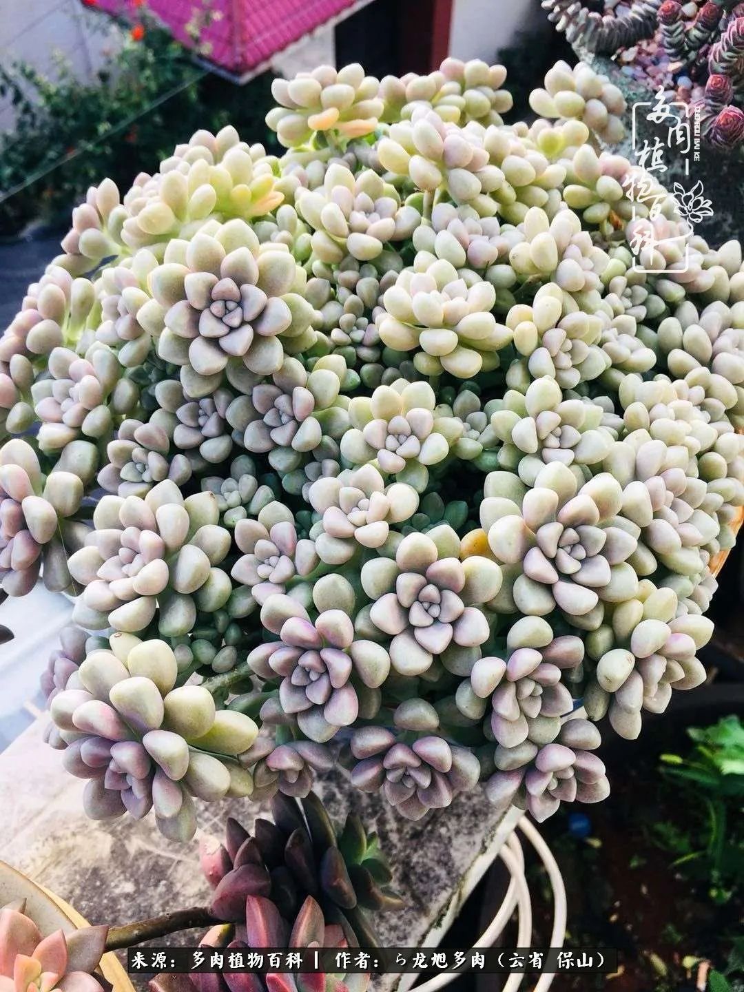 叶片|美了，美了！当秋天的风吹向你我的多肉！