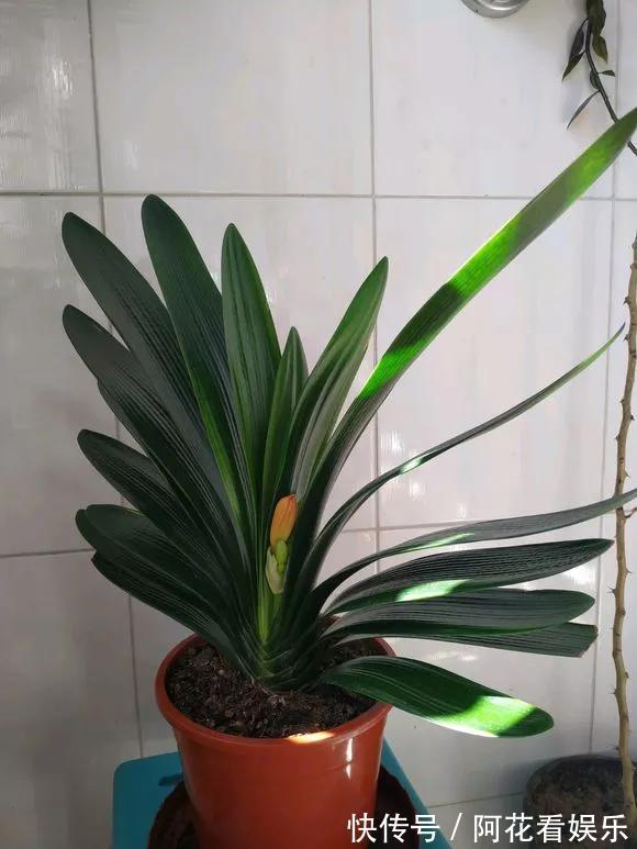 君子兰长得太慢学几招,叶子猛长花开不断,美翻天!