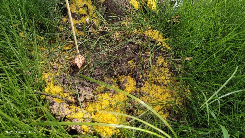 上游新闻|注意！看见这种虫一定要远离，它可能致命！