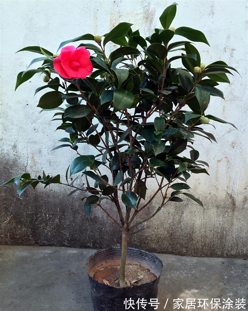 嫩枝|嫁接茶花需要准备什么,嫁接好了后怎么管理?