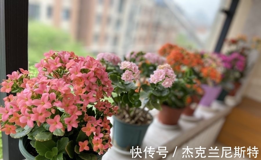 旺盛|夏天养长寿花,有“2步”很重要,轻松度夏,秋冬更旺盛