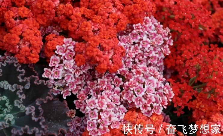 养长寿花“老桩”,做好“3勤2合理”,长势旺,每年开花都翻倍