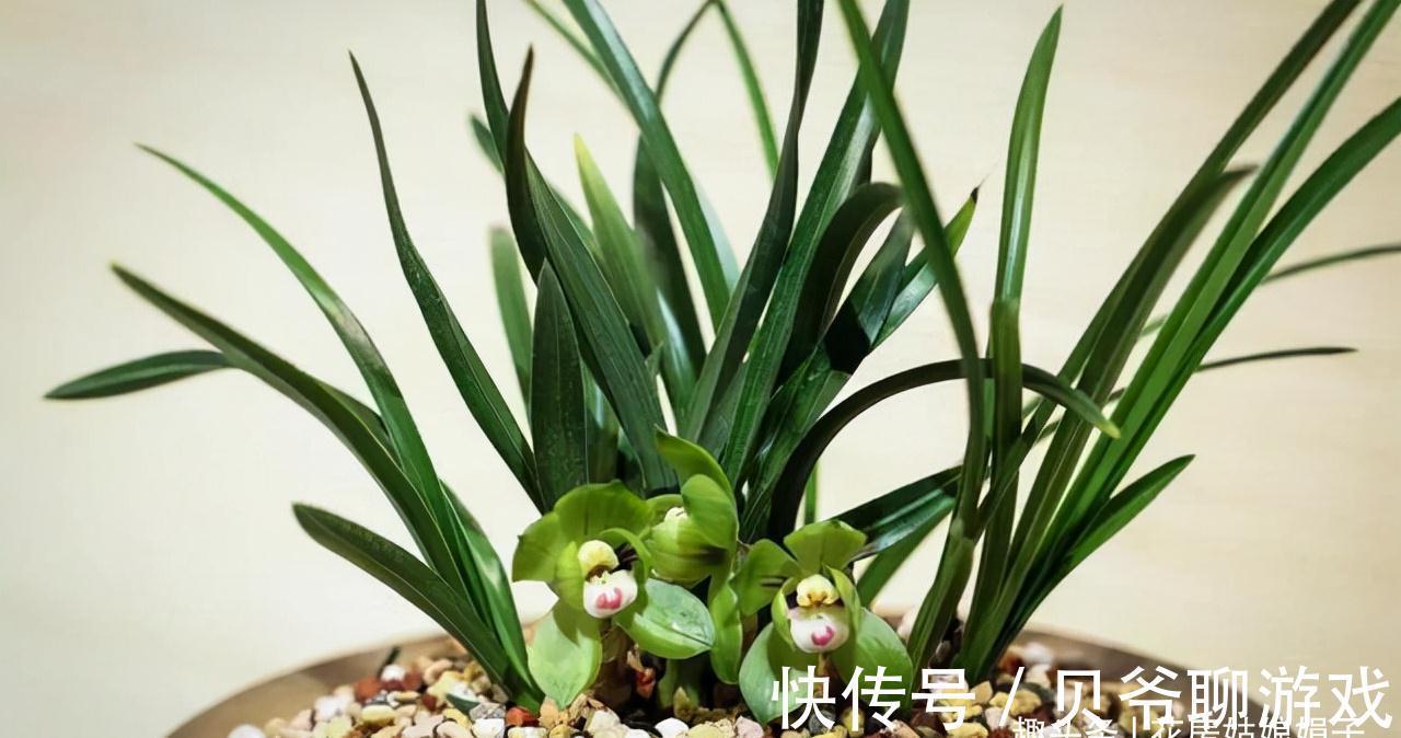 心目中香味比较浓郁的6种兰花,只开1朵就满室飘香,你赞同吗?