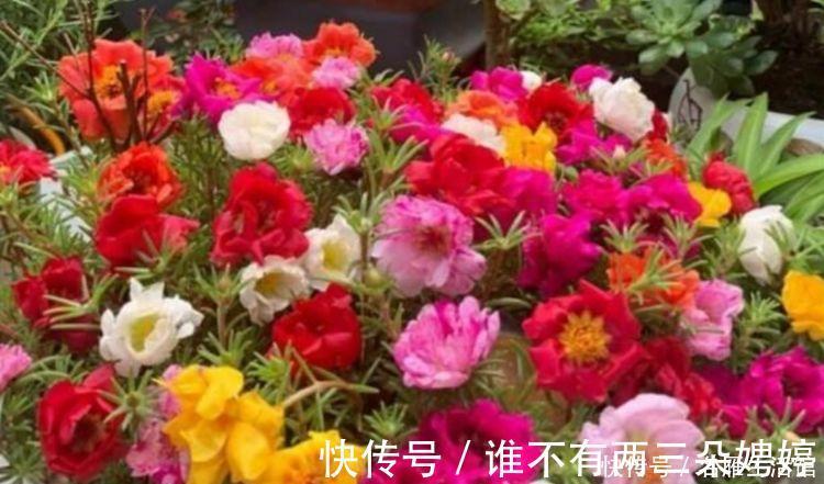 玫瑰海棠|家养3种旺运花,吉祥又喜庆,比牡丹美,比绿萝好养