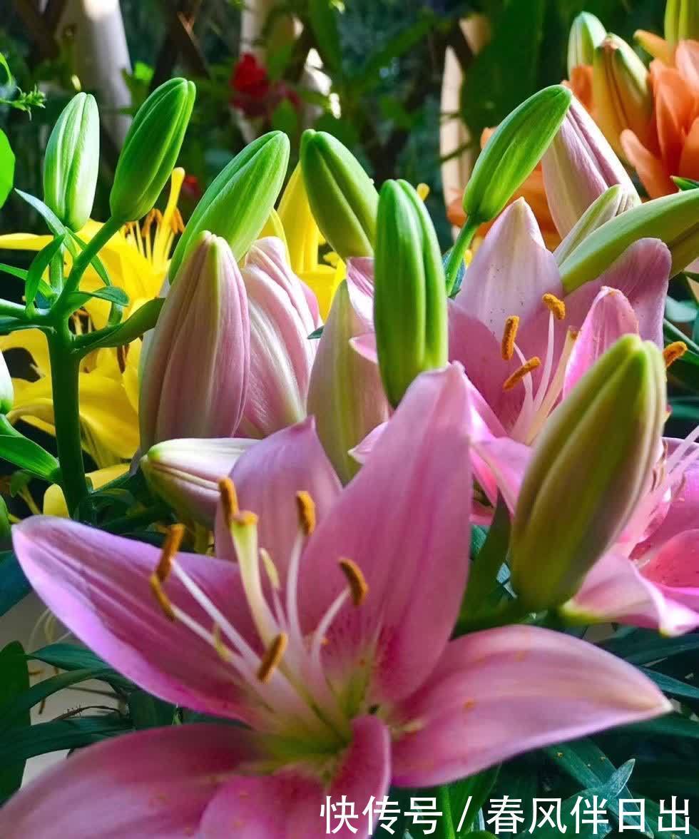 春天怎么养百合花？记住几点没错，枝叶茂盛，花朵又大又多