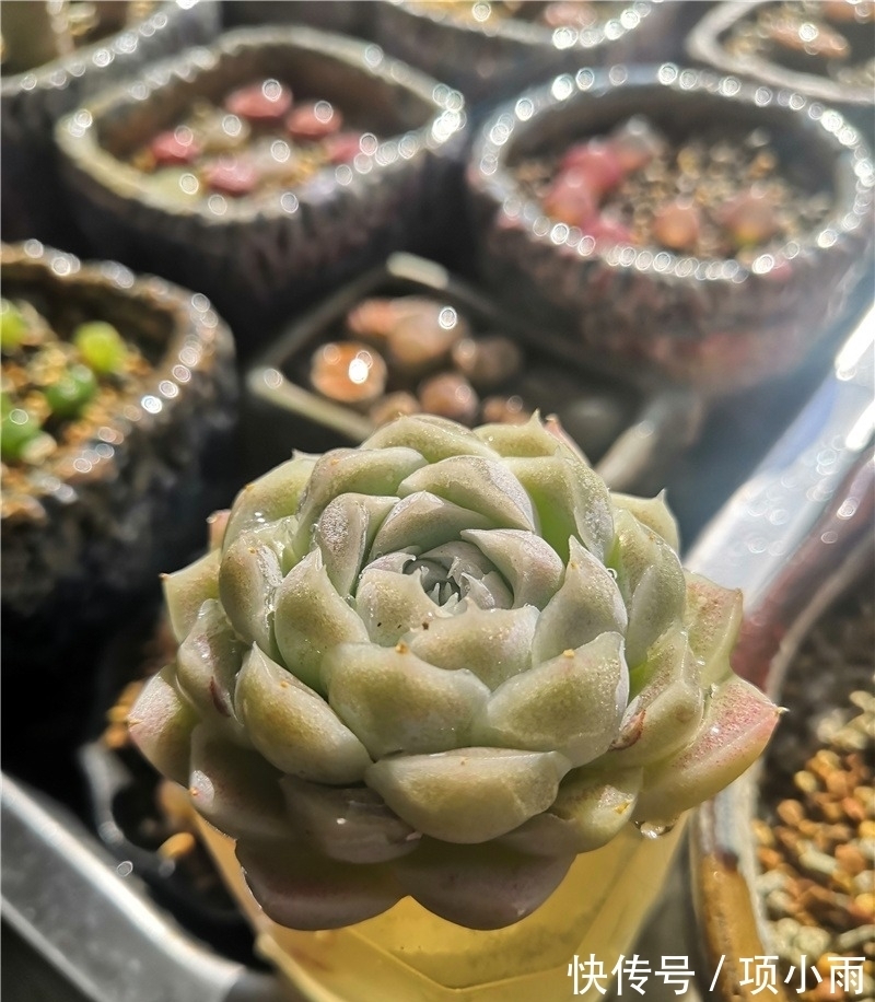 天下养肉人都一样贪