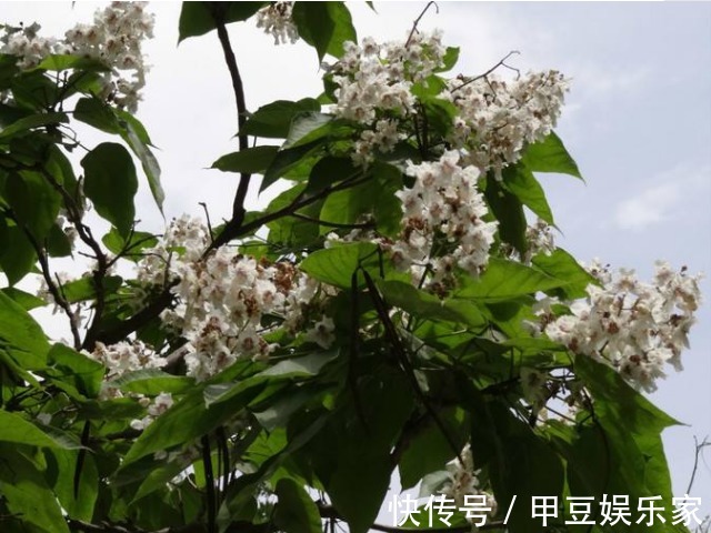 果实|人称“树王”的面条树,果实像豇豆,叶子是上等野菜,治牙疼赞